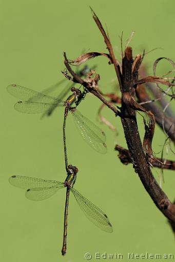 ENE-20100812-0604.jpg - [nl] Gewone pantserjuffer ( Lestes sponsa )[en] Emerald Damselfly ( Lestes sponsa )